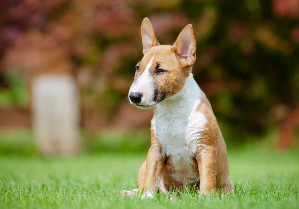 Teacup English Bull Terrier