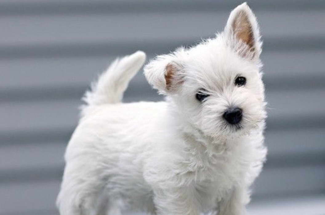 Teacup West Highland Terrier