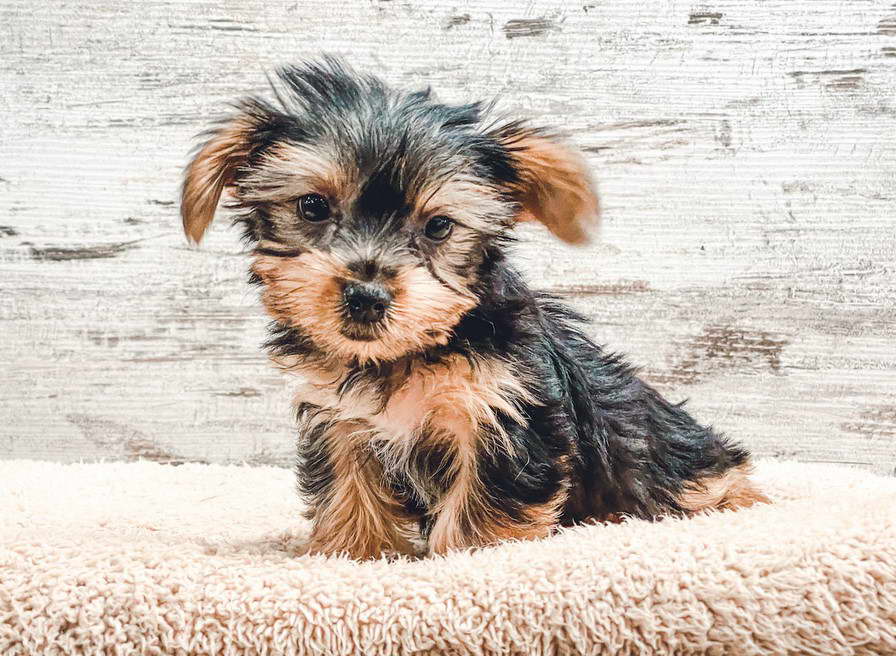 Teacup Yorkshire Terrier Breeders In Nj