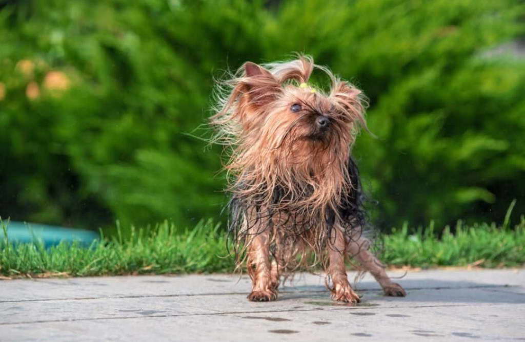 Teacup Yorkshire Terrier Puppies For Sale In South Carolina