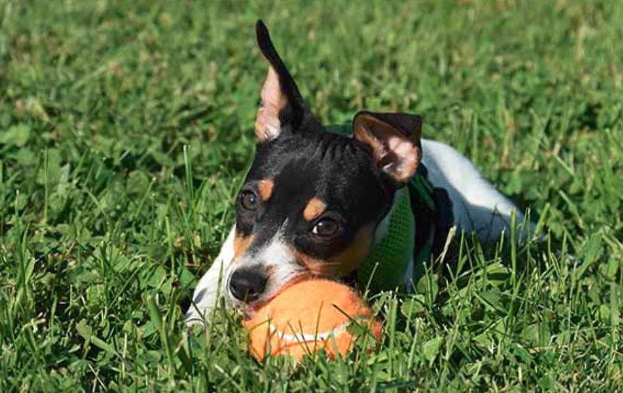 Teddy Roosevelt Terrier Puppies For Sale Near Me