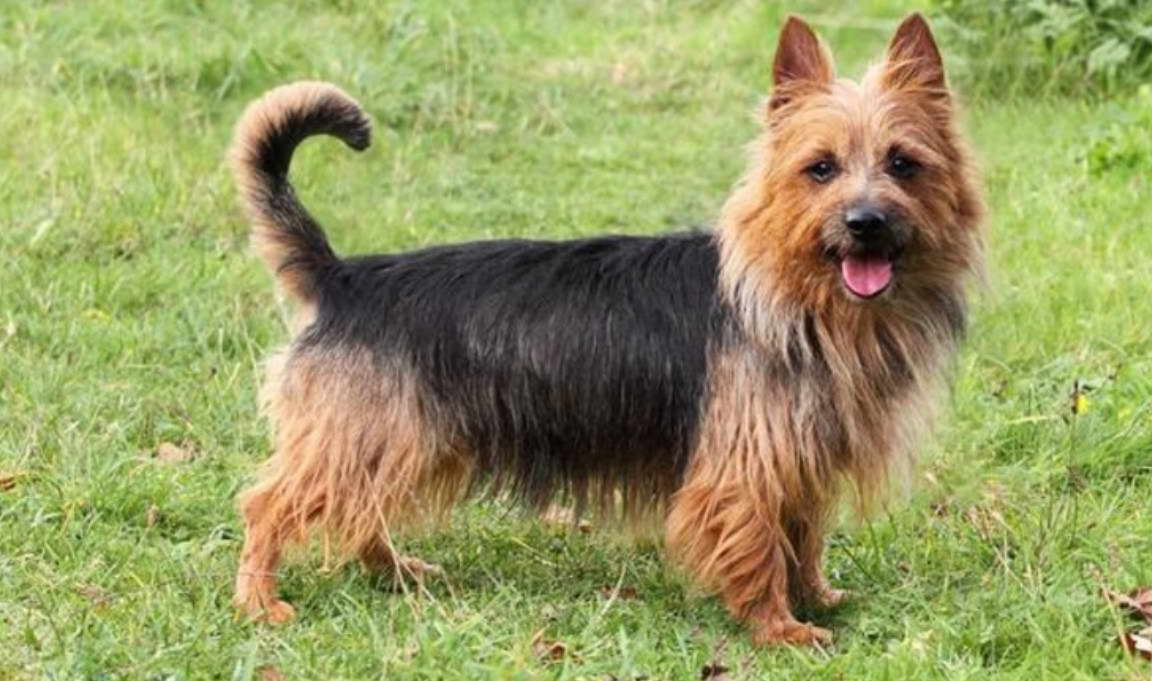 Terrier De Australia