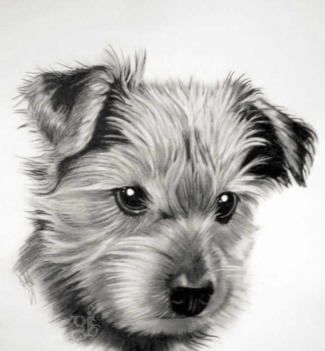 Terrier Drawing