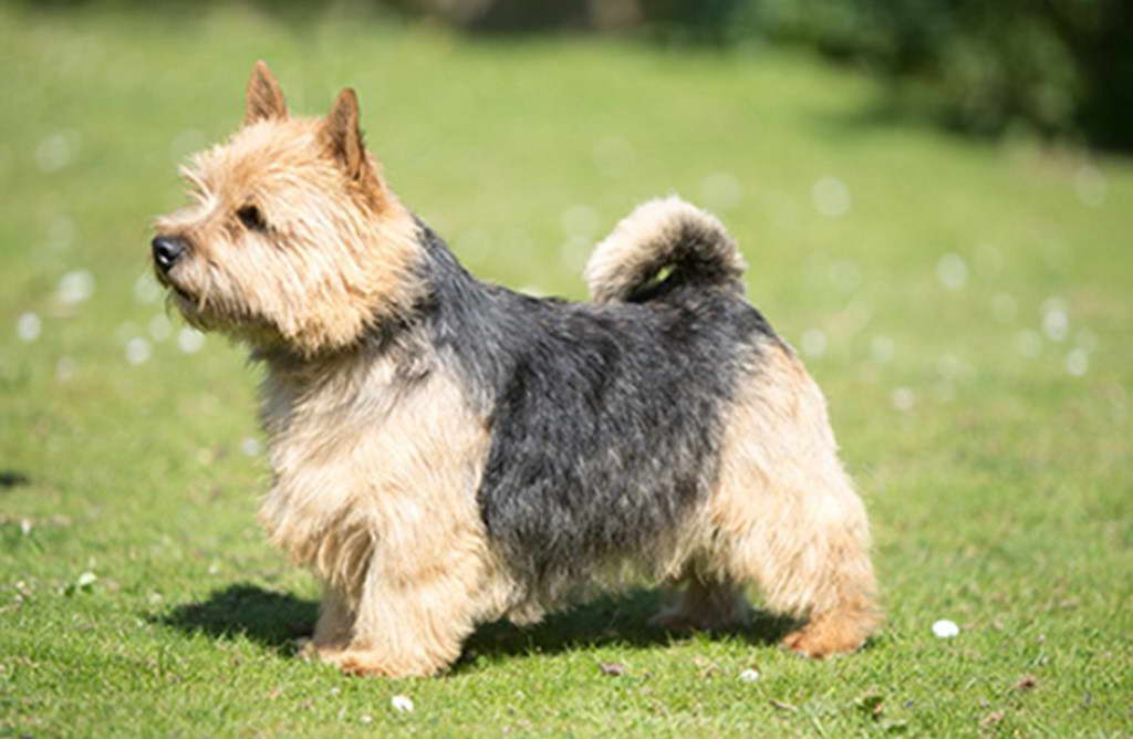 Terrier For Sale Uk