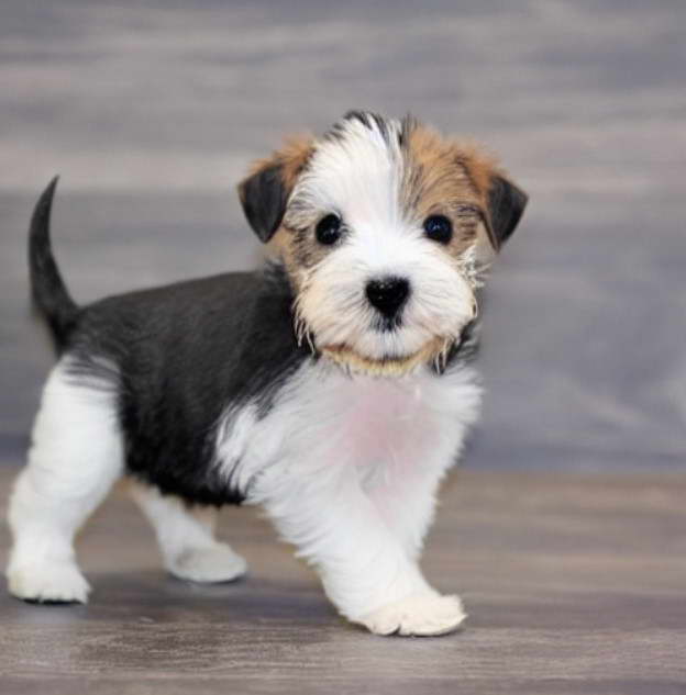 Terrier Puppies California