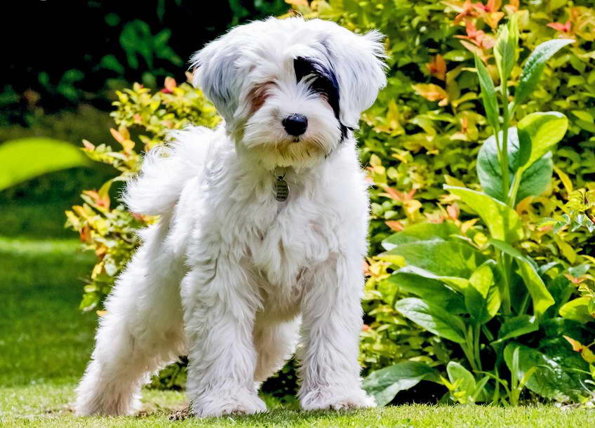 Tibetan Terrier Standard