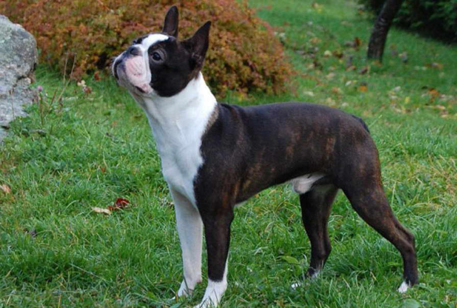 Top Boston Terrier Breeders