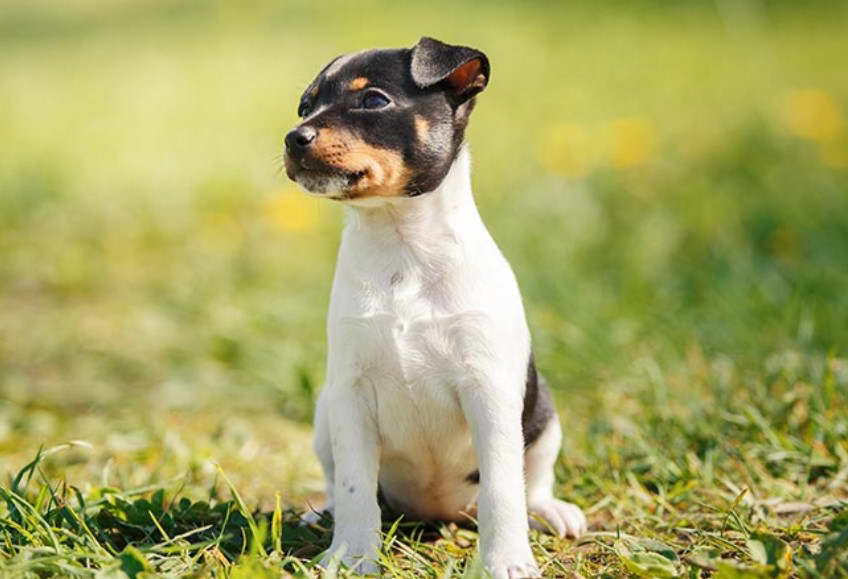 Toy Fox Terrier For Sale In Washington