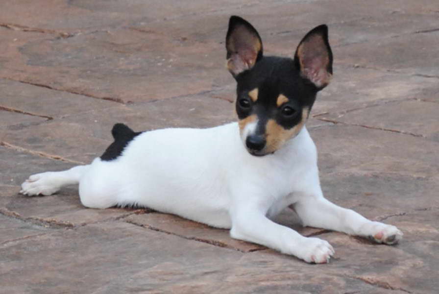 Toy Fox Terrier For Sale Mn