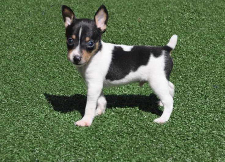 Toy Fox Terrier Puppies For Sale Ontario