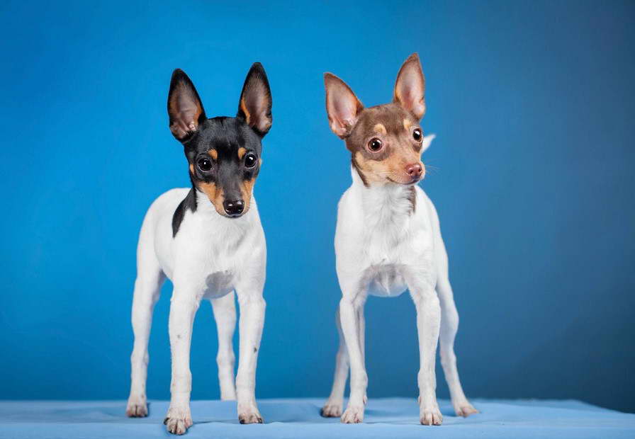 Toy Fox Terrier Rescue Me