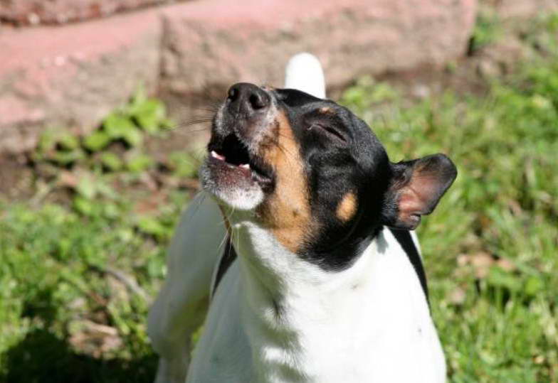 Toy Rat Terrier Life Expectancy