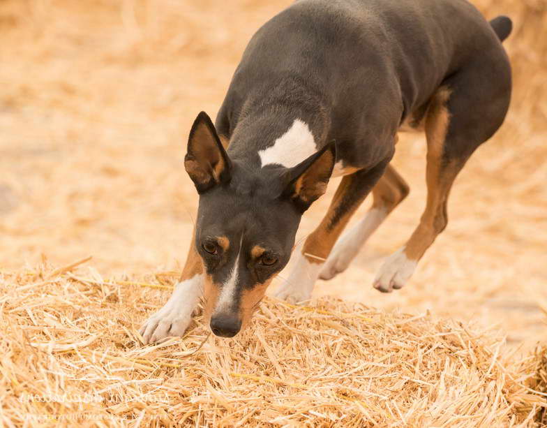 Toy Rat Terrier Puppies For Sale In Arizona