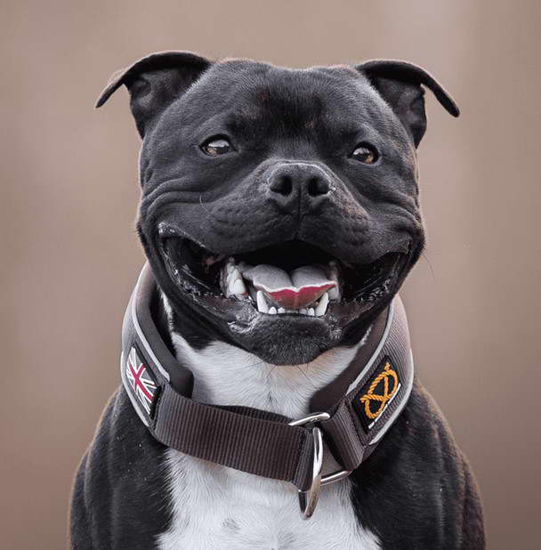 Traditional Staffordshire Bull Terrier