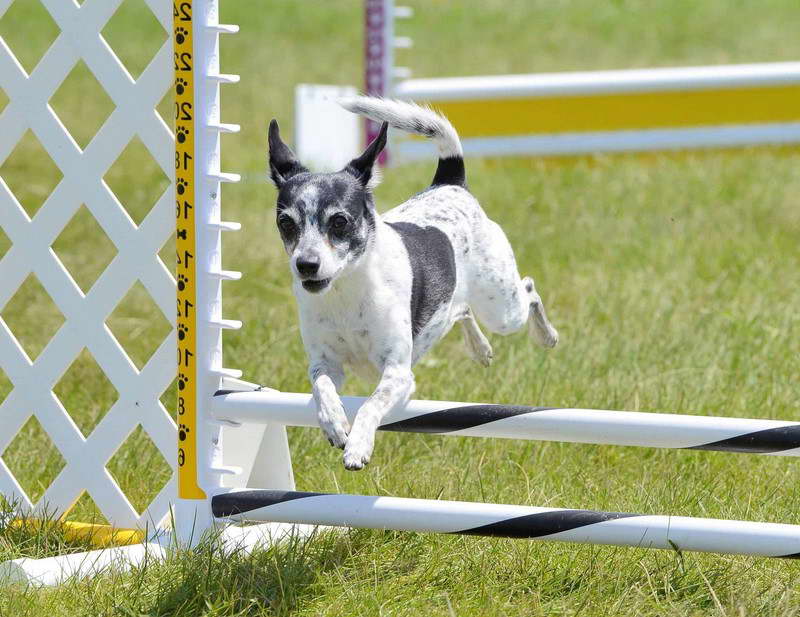 Training Your Rat Terrier