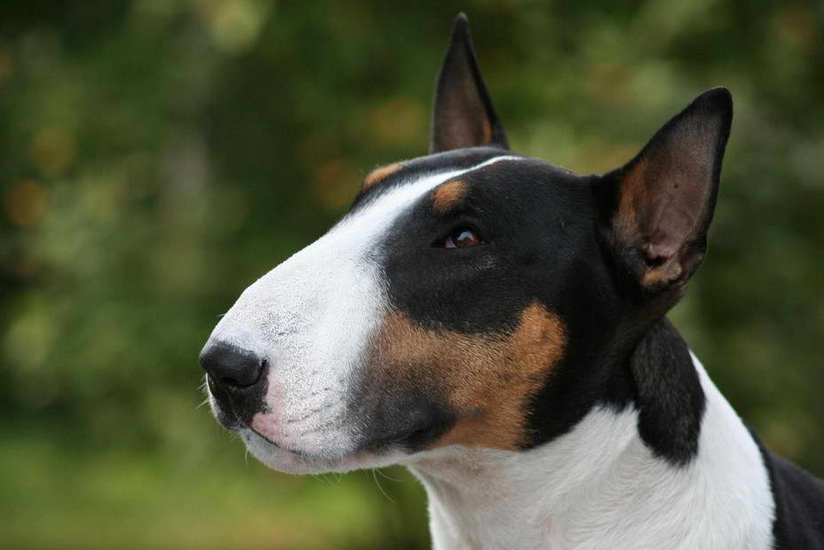 Tri Colour Bull Terrier