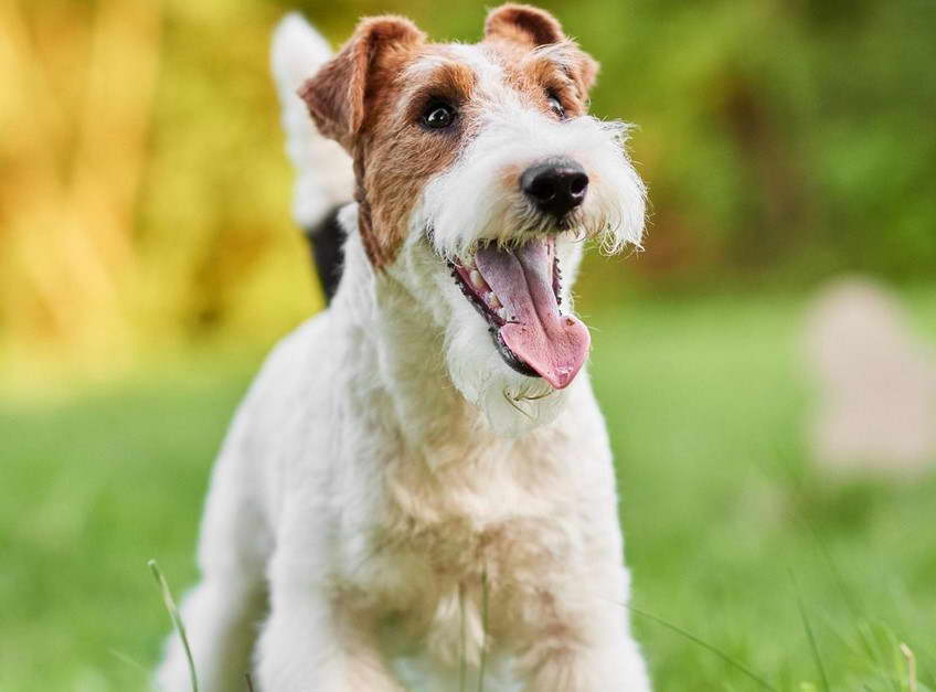 Types Of Terrier Dogs Uk