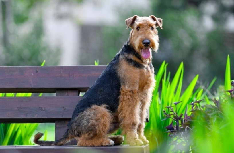 Webkinz Airedale Terrier Names