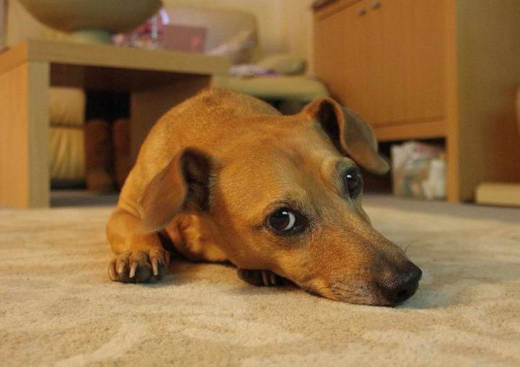 Weiner Dog Jack Russell Terrier Mix