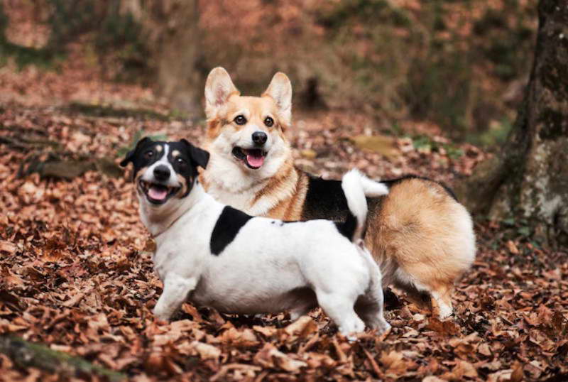 Welsh Jack Russell Terrier