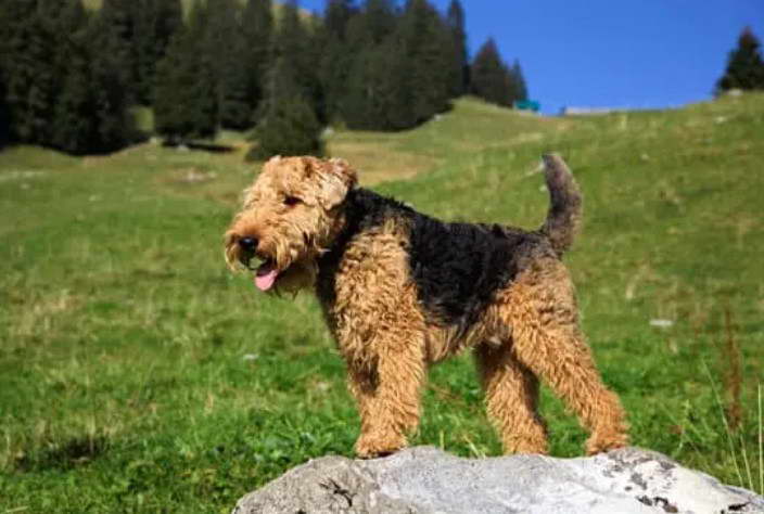 Welsh Terrier Alberta