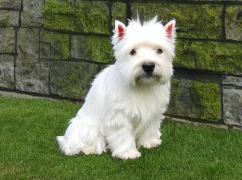 West Highland Terrier Breeders Texas