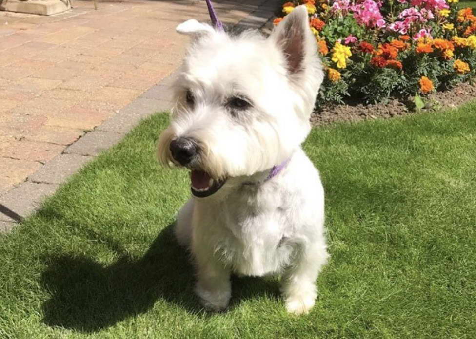 West Highland Terrier Forum