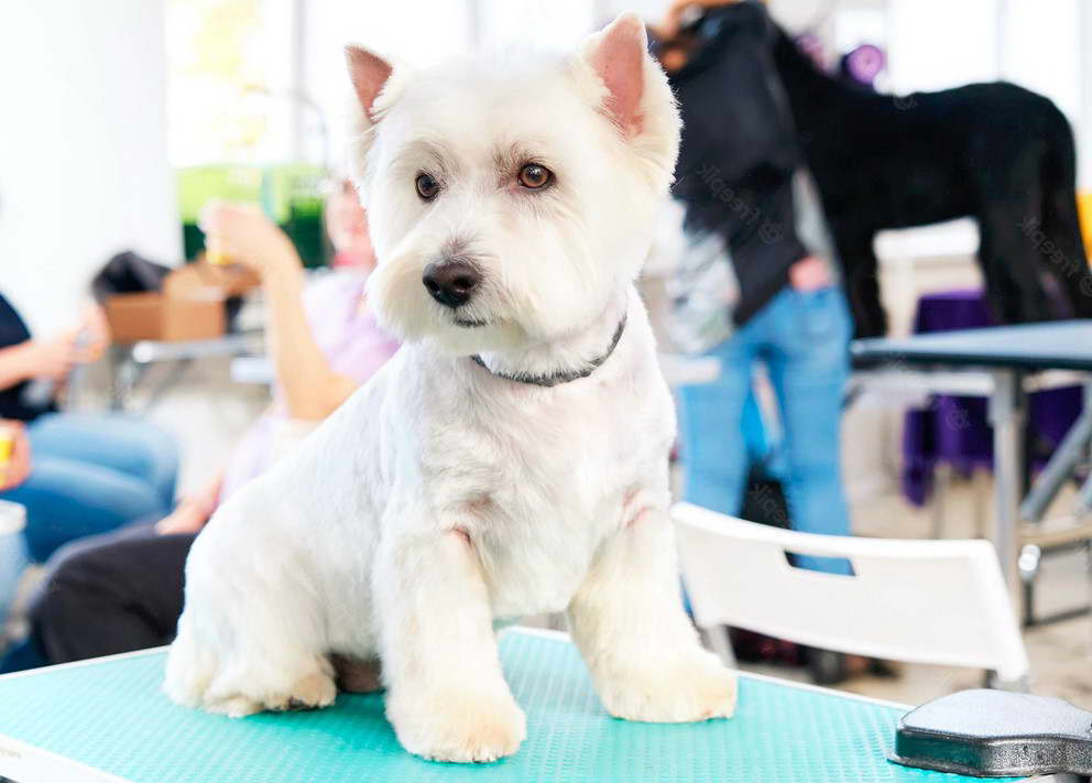 West Highland Terrier Grooming