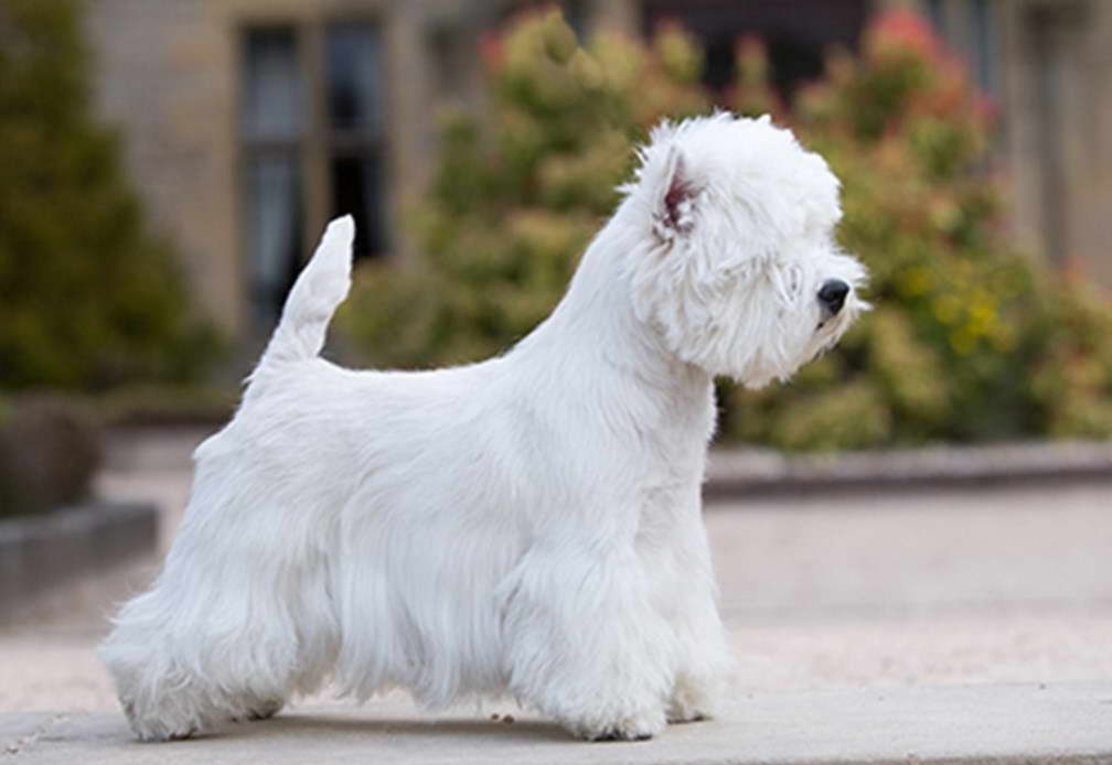 West Highland Terrier Mississippi.