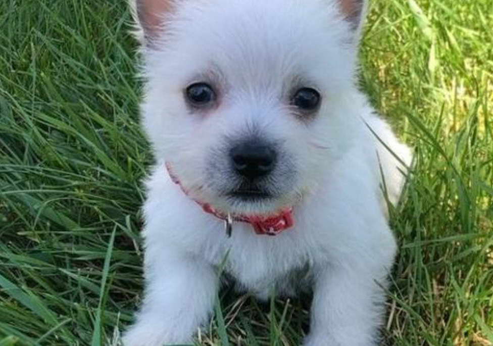 West Highland Terrier Puppies For Sale In Arkansas