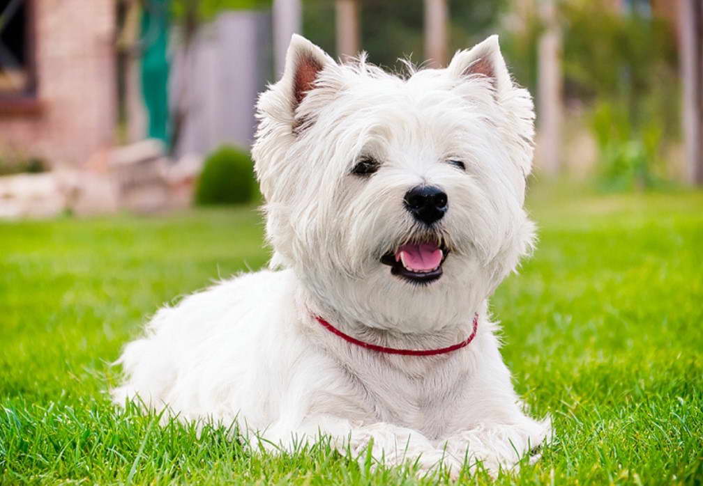 West Highland Terrier Rescue Scotland