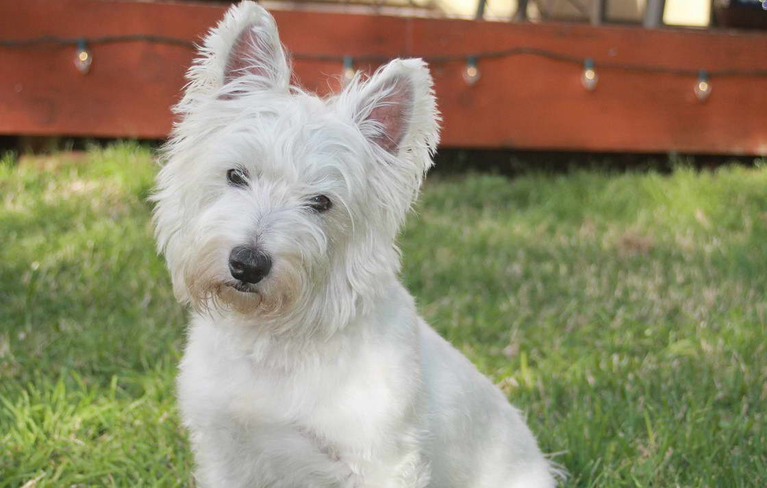 West Highland Terrier Rescue Uk