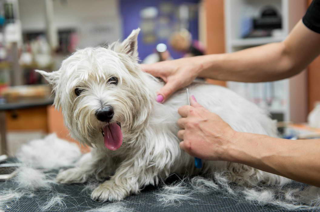 West Highland Terrier Skin Problems