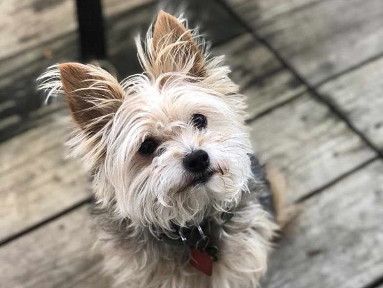 West Highland White Terrier Yorkie Mix