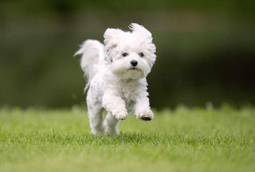 Westie Terrier Cross