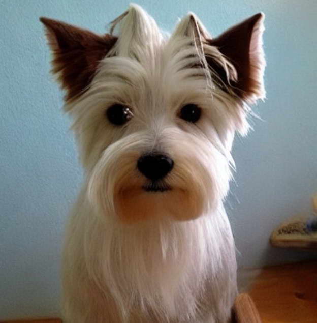 Westie Terrier Haircut