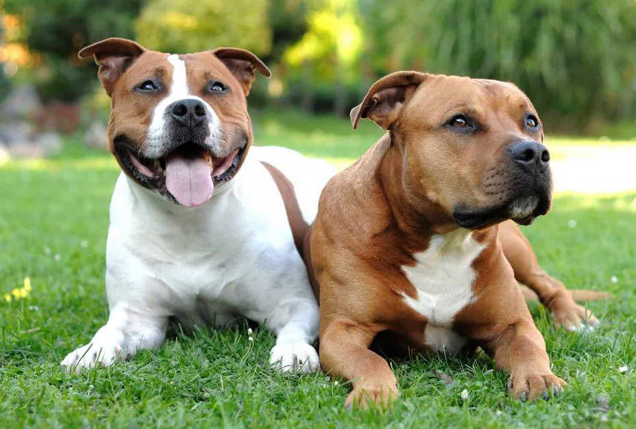 What Is The Life Expectancy Of A Staffordshire Terrier