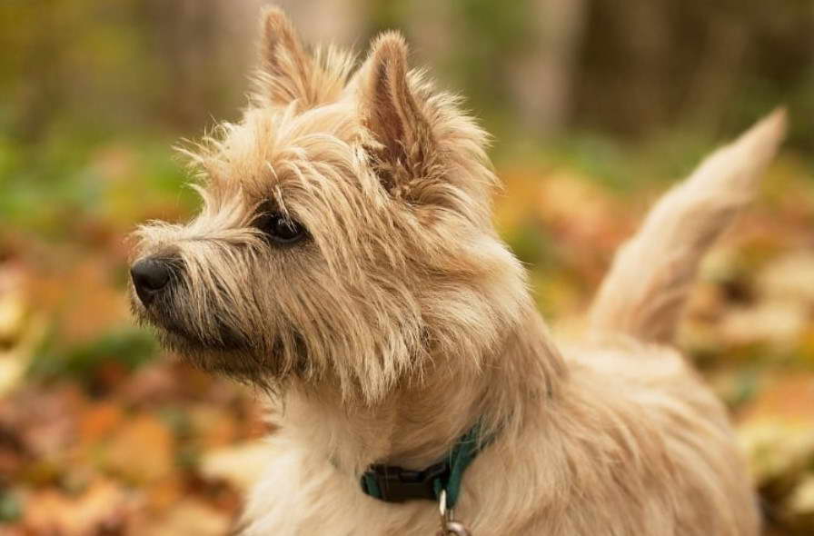 What Is The Lifespan Of A Cairn Terrier