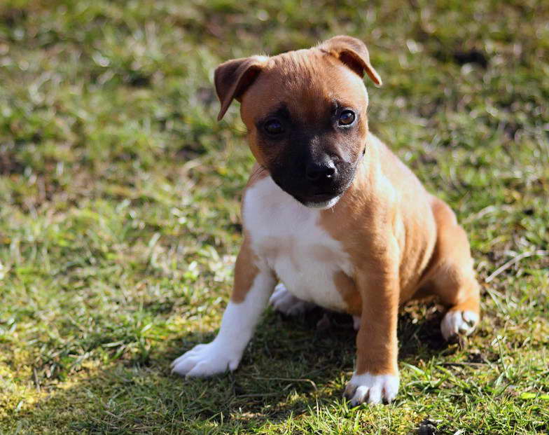 What To Look For In A Staffordshire Bull Terrier Puppy