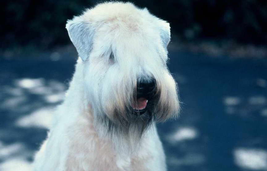 Wheaten Terrier Breeder Tennessee