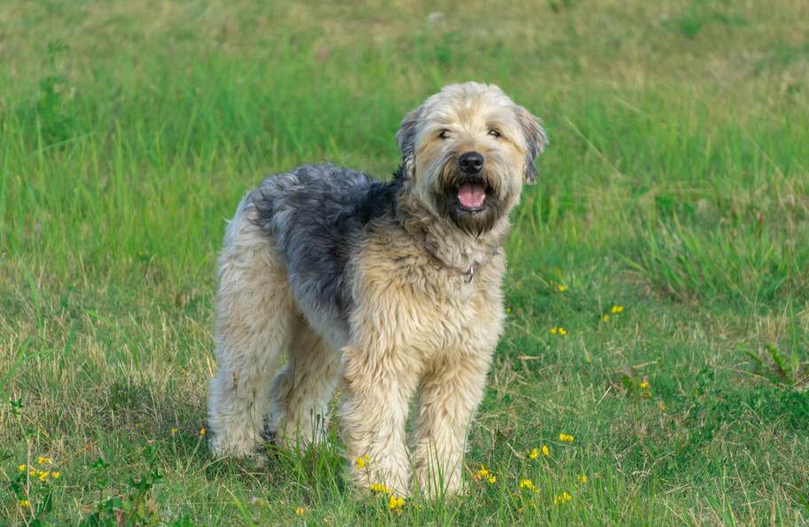 Wheaten Terrier Breeders Australia