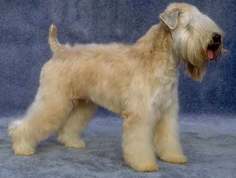 Wheaten Terrier Breeders Kansas