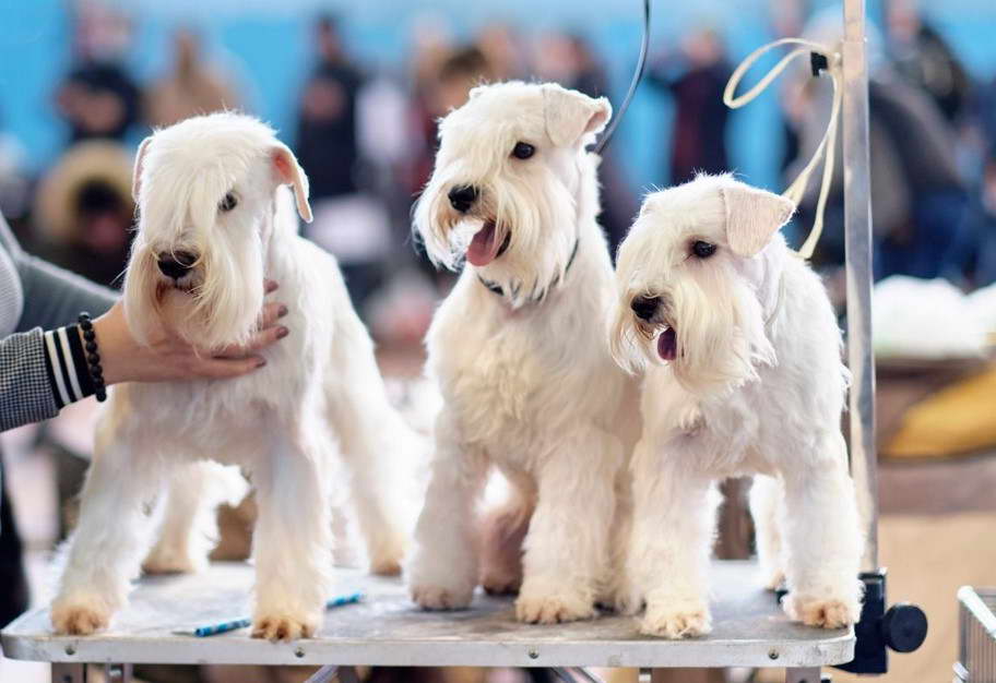 Wheaten Terrier Brush