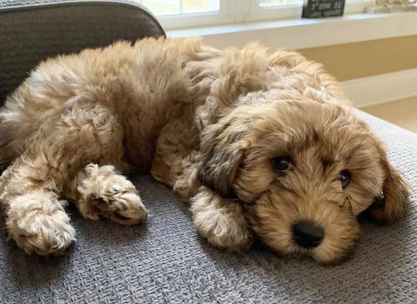 Wheaten Terrier Cocker Spaniel Cross