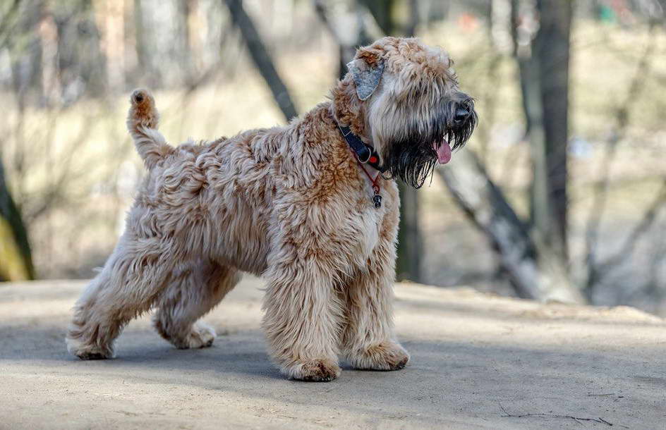 Wheaten Terrier Dry Skin