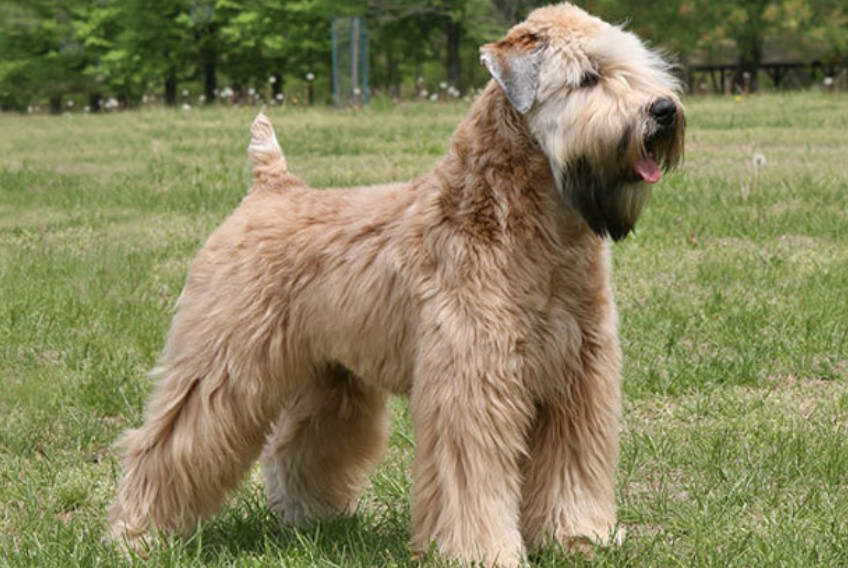 Wheaten Terrier For Sale Arizona