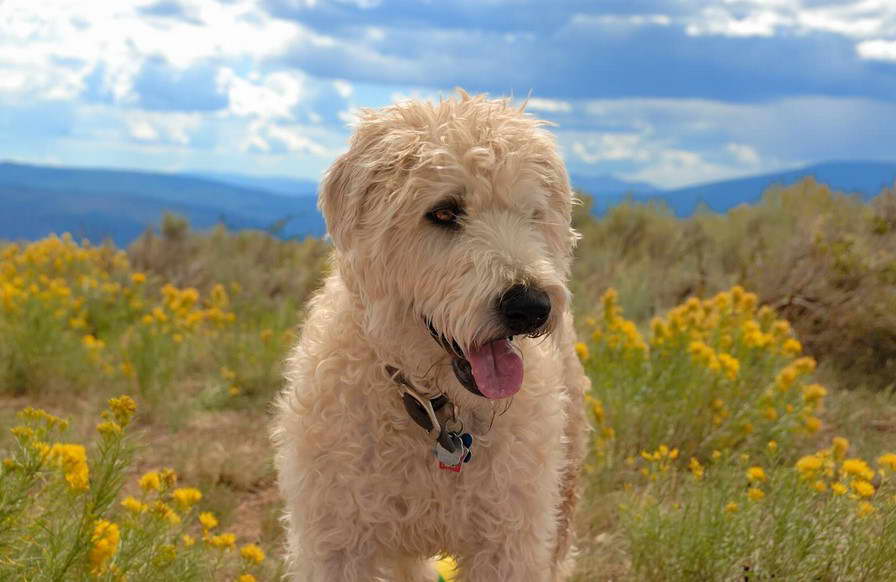 Wheaten Terrier Gif