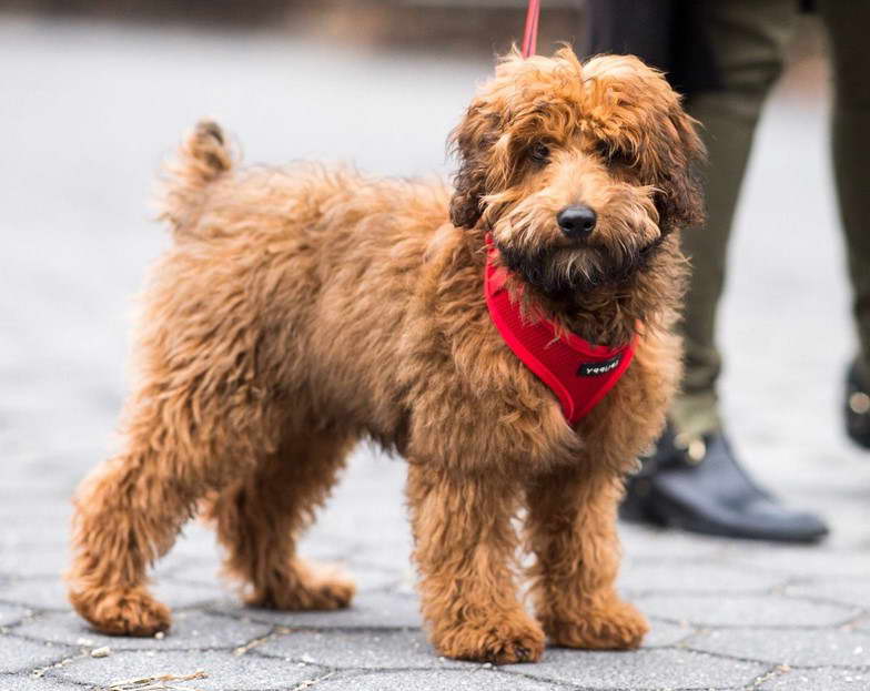 Wheaten Terrier Goldendoodle Mix