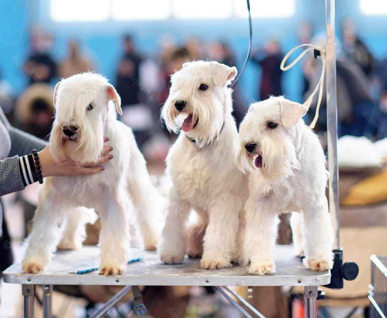 Wheaten Terrier Groomers Near Me