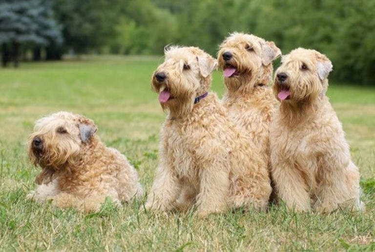 Wheaten Terrier Growth Stages